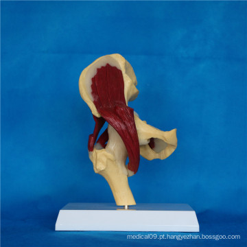 Modelo de esqueleto anatômico da articulação do quadril humano de alta qualidade (R040104)
